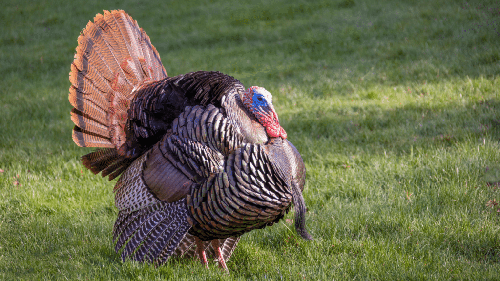Turkey in field